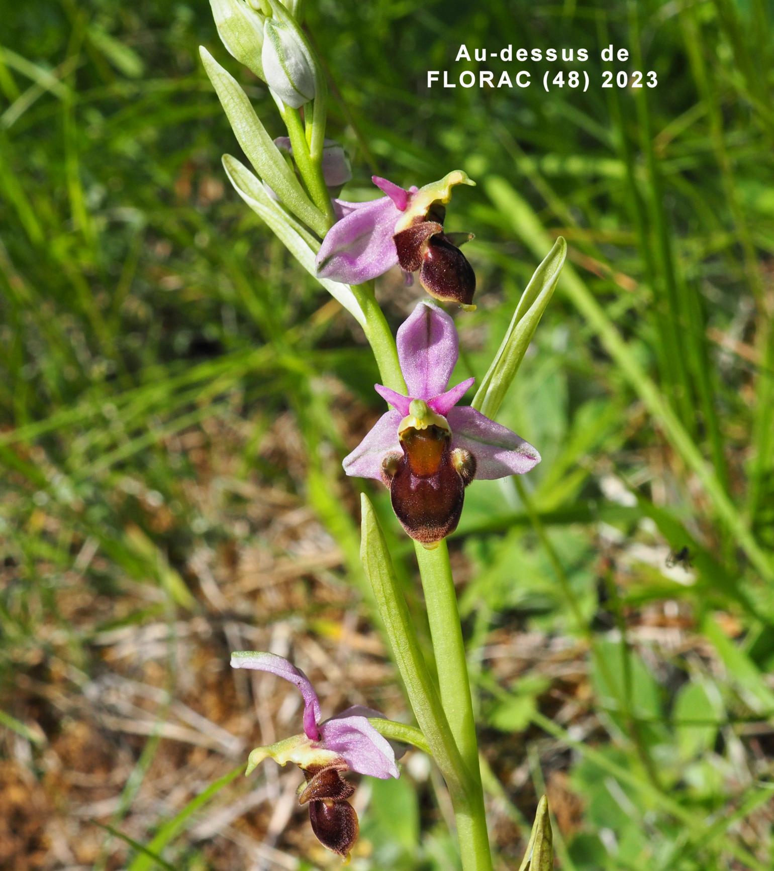 Orchid, Woodcock